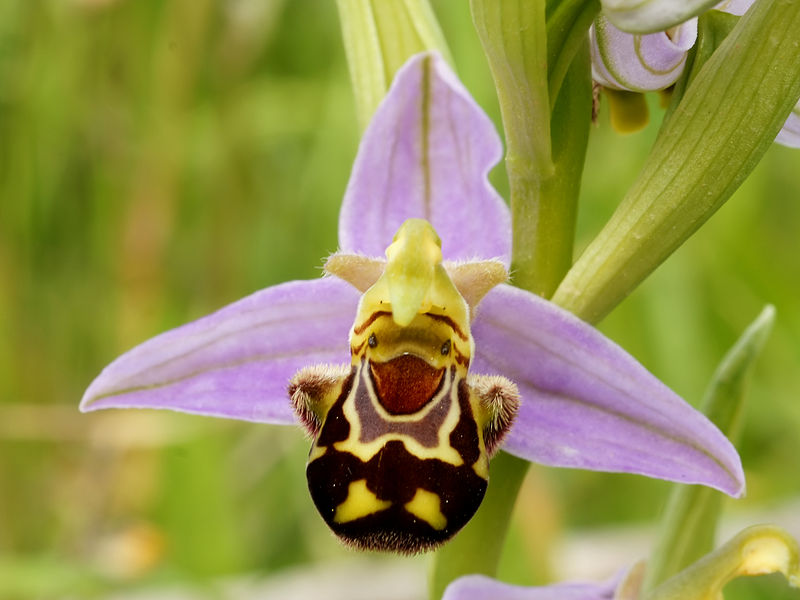 File:Ophrys apifera (flower).jpg