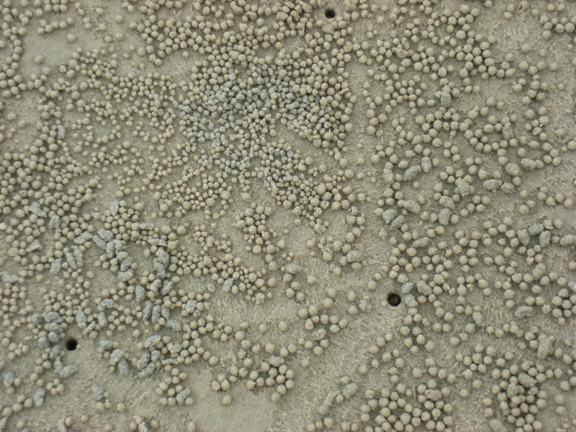 Cow Beach, crab holes.JPG