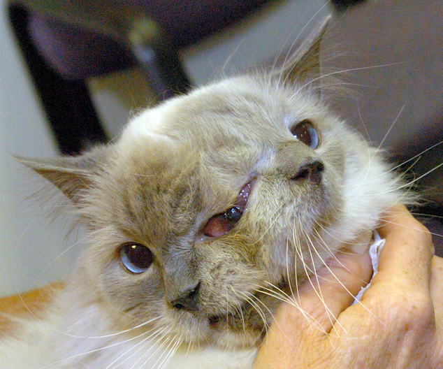R.I.P.: 'Frankenlouie', the world's oldest Janus cat - a feline with two faces - died at the age of 15 on Thursday, Dec. 4, 2014. The Guinness World Record holder passed away at the Cummings School of Veterinary Medicine at Tuft's University in Grafton, Mass. according to owner Martha "Marty" Stevens of Worcester, Mass. (AP Photo/Worcester Telegram & Gazette, Jim Collins)