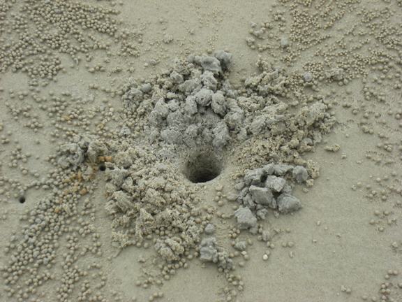 big crab hole & balls.JPG