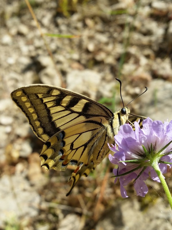 Thumbnail image for butterfly  closeup.jpg