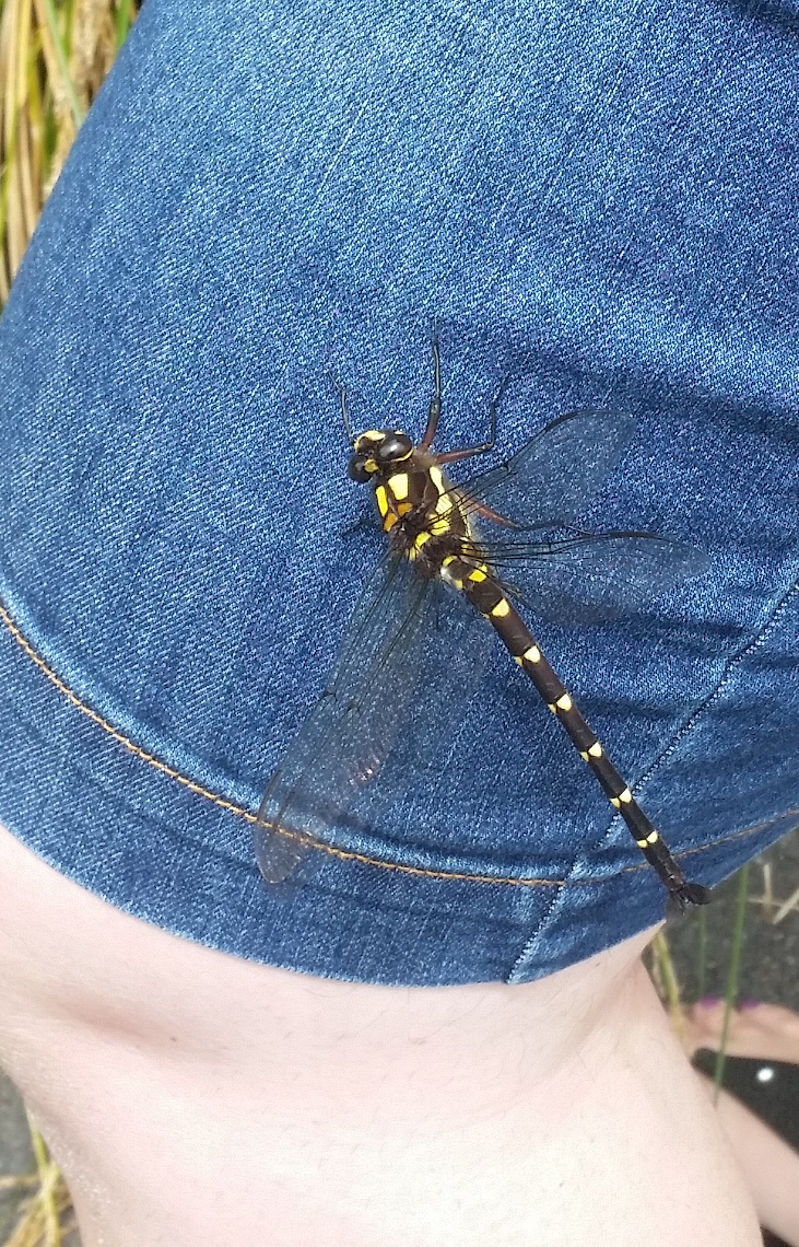 dragonfly 1a.jpg