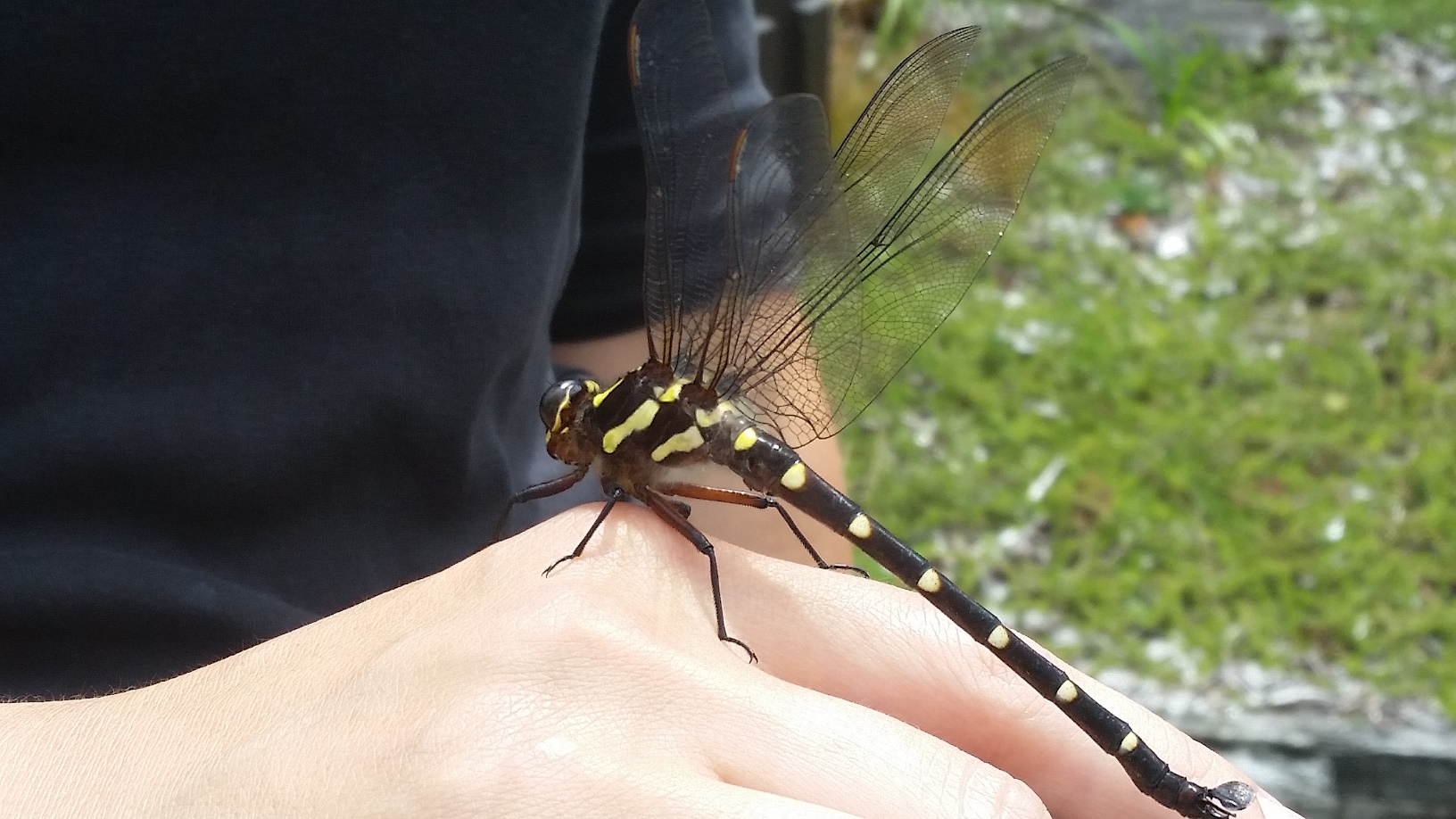 dragonfly 2a.jpg