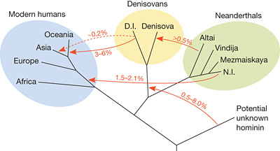 Family tree of 4 early human groups