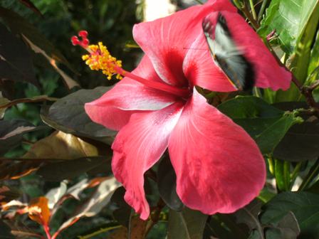 hibiscus & butterfly.JPG
