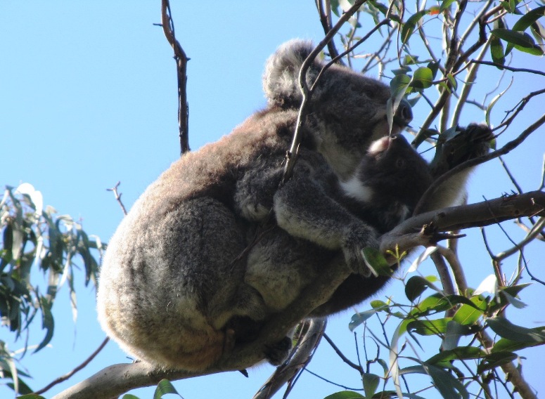 koala joey feeding.JPG