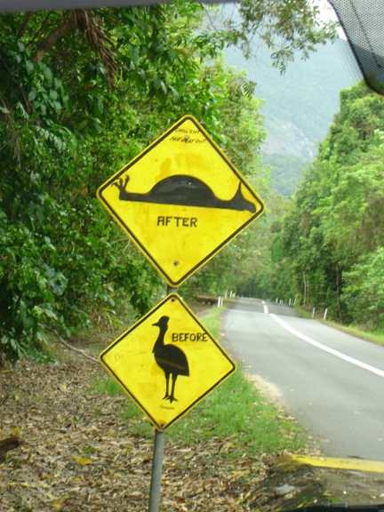 look out for cassowaries.JPG
