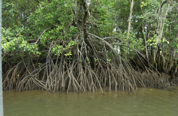 mangroves at low tide.JPG