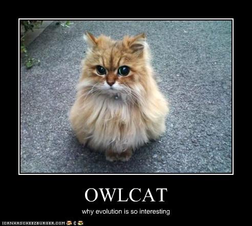 owlcat - why evolution is so interesting.jpg