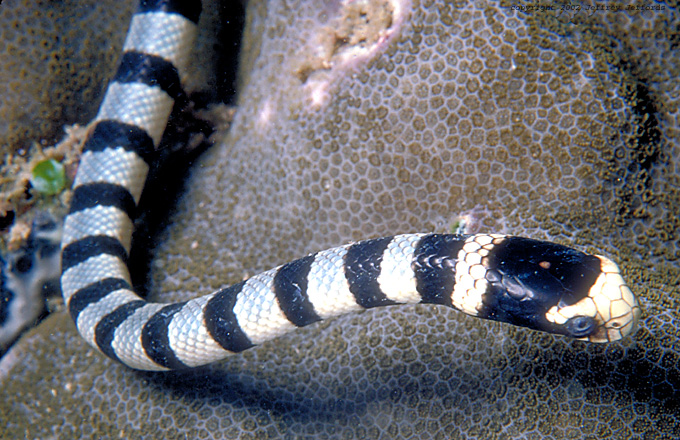 sea krait (sea snake)