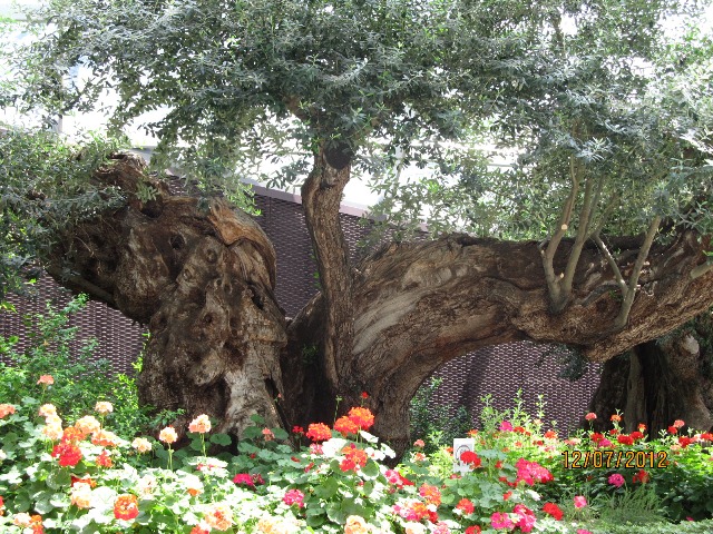 singapore - flower dome with olive tree.jpg