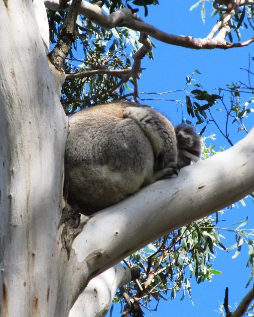 sleeping koala.JPG