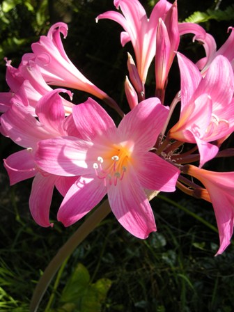 Pink lily 01.jpg
