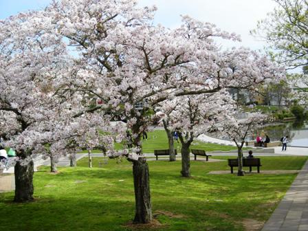 cherry blossom on campus 01.jpg