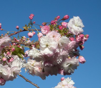 puff cherry blossom 09 01 resized for web.jpg